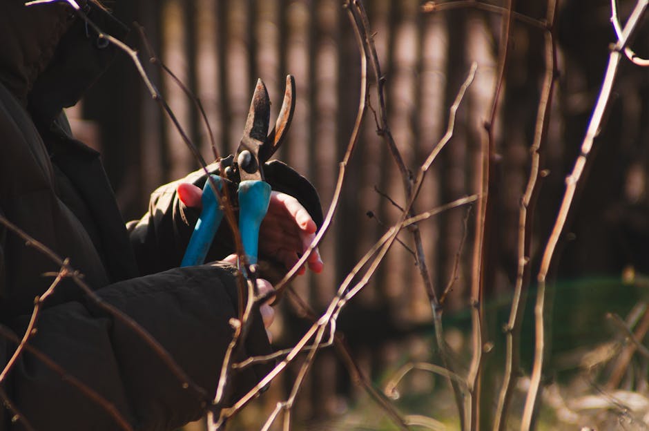 A gardener's hand, wearing a black glove, is seen holding a pair of hedge shears with blue handles, trimming thin, leafless brown branches of a shrub in an outdoor garden setting. The shrub is part of