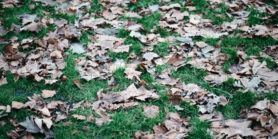 Close-up view of a lush green lawn with grass blades covered in tiny droplets of dew, creating a sparkling effect under soft sunlight. In the background, neatly trimmed garden beds and a gravel pathwa